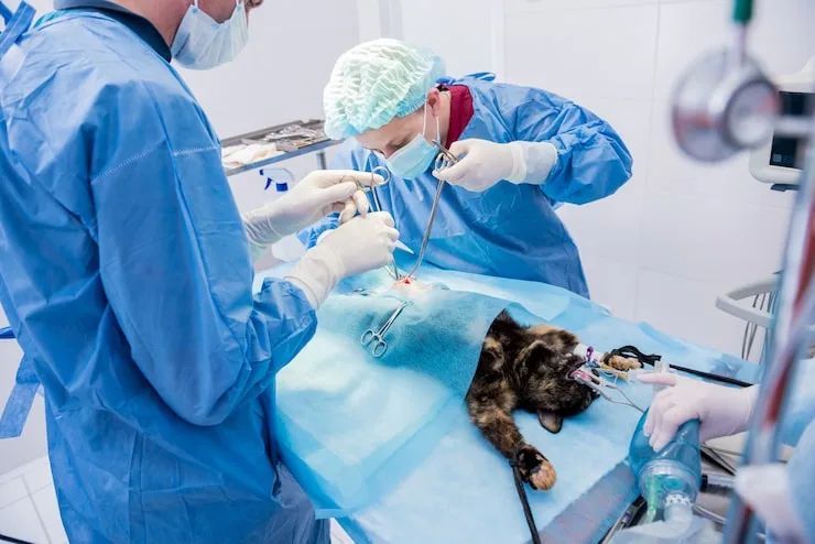 castração animal