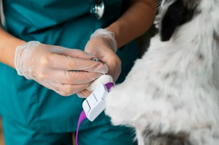 castração canina