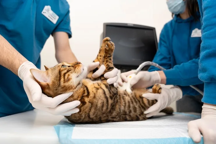 castração de gato macho