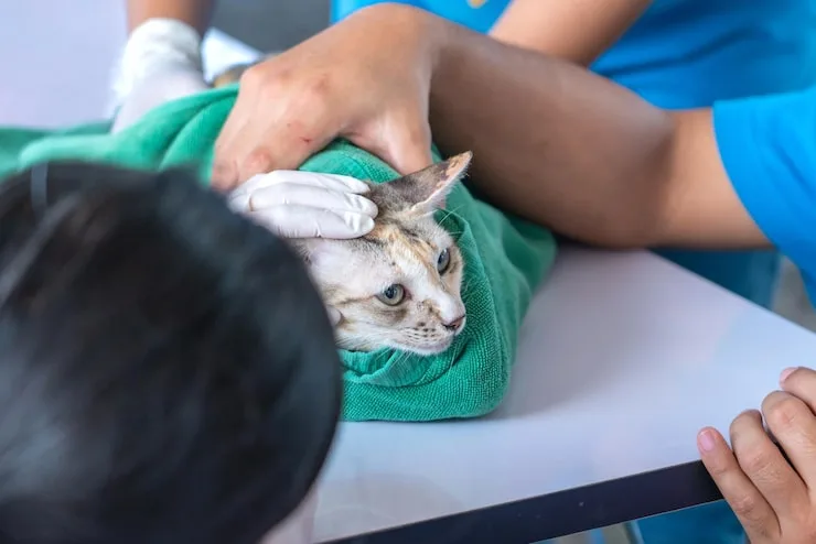 castração de pets