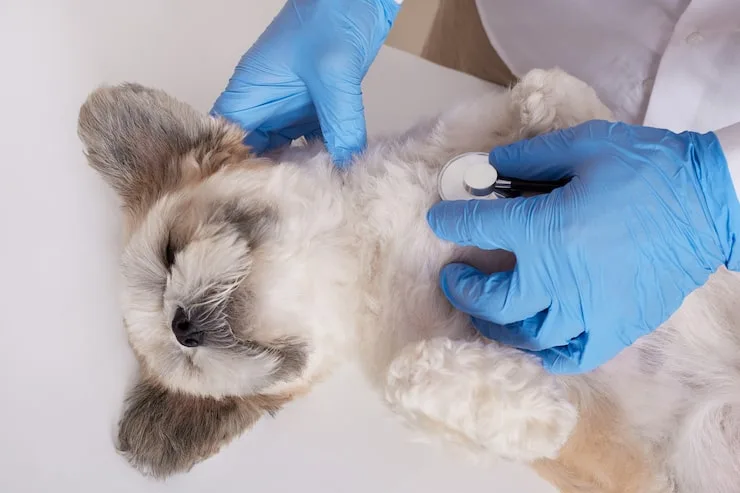 cirurgia de tecidos moles em cães