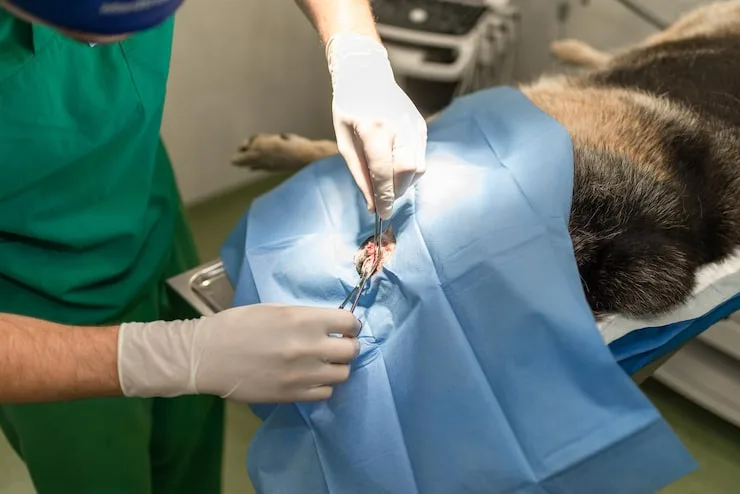 cirurgia em cães e gatos