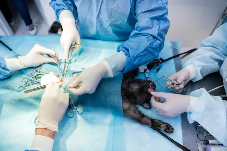 cirurgia geral veterinária em Minas Gerais