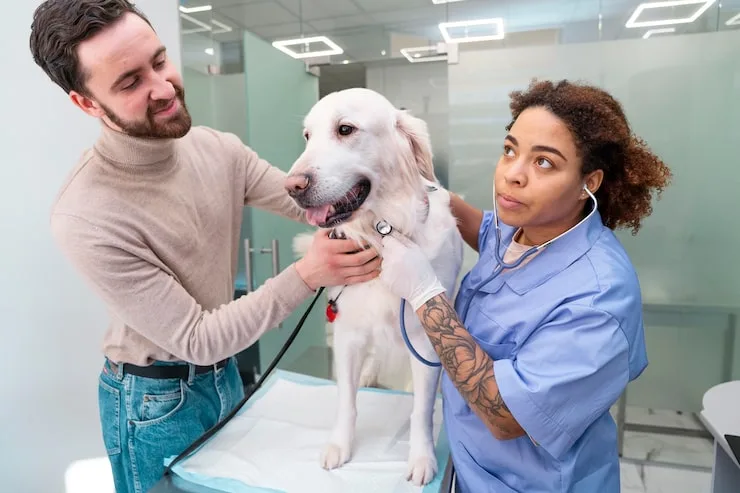 consulta veterinária