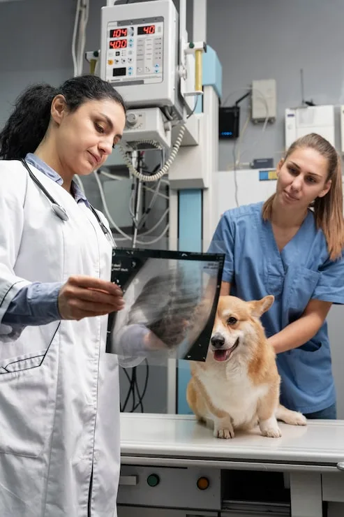 radiografia veterinária em Belo Horizonte