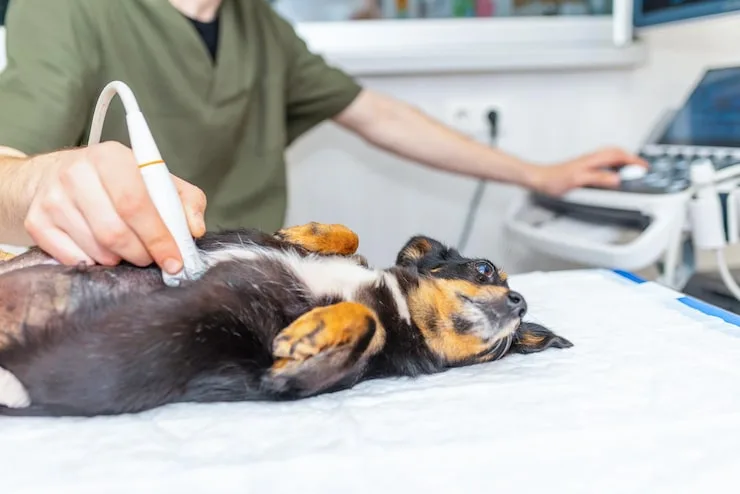 ultrassom abdominal para cachorro