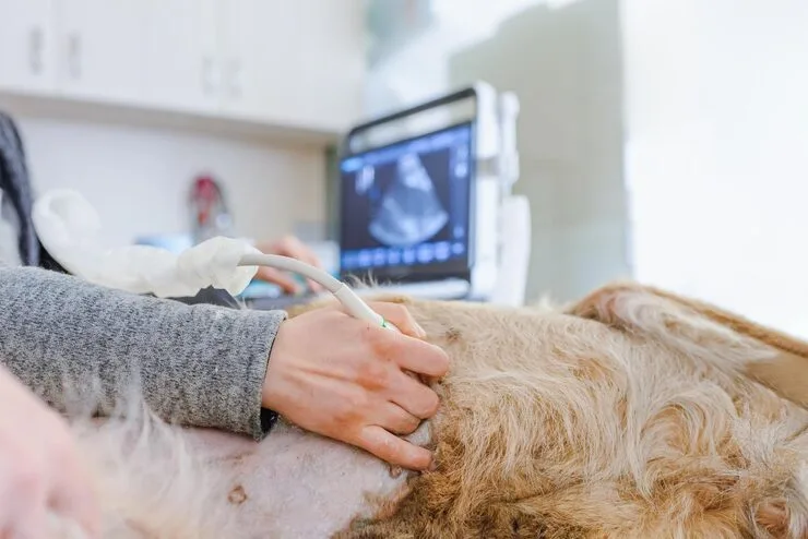 ultrassom canino em Minas Gerais
