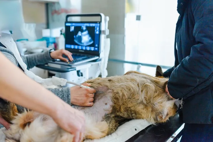 ultrassom veterinário em Minas Gerais